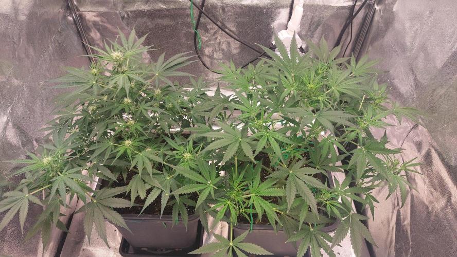 The Pineapple Milky Way F1 Express. Week 7 - Week 7