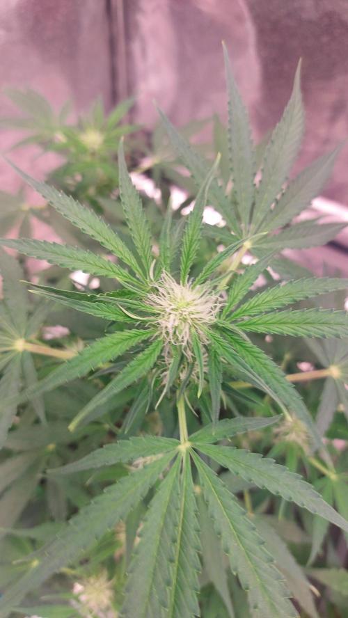 The Pineapple Milky Way F1 Express. Week 7 - Week 7 F1