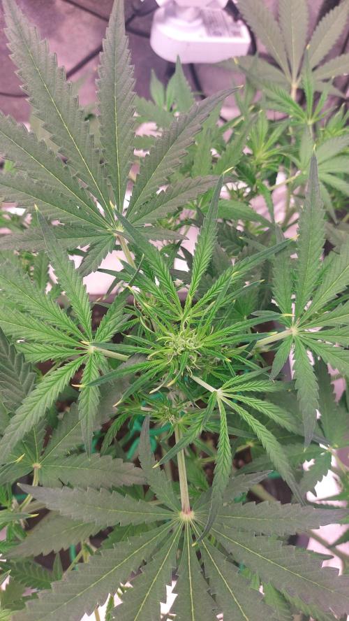 The Pineapple Milky Way F1 Express. Week 7 - Week 7 Pineapple