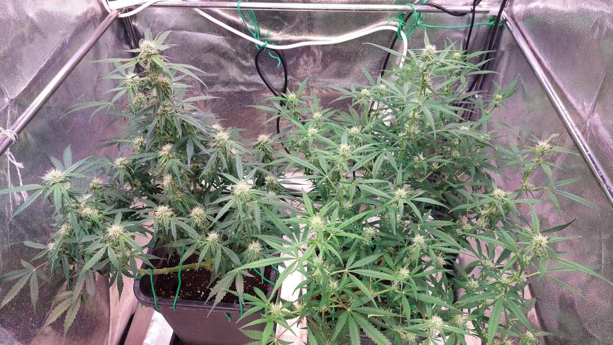 The Pineapple Milky Way F1 Express. Week 8 - Week 8