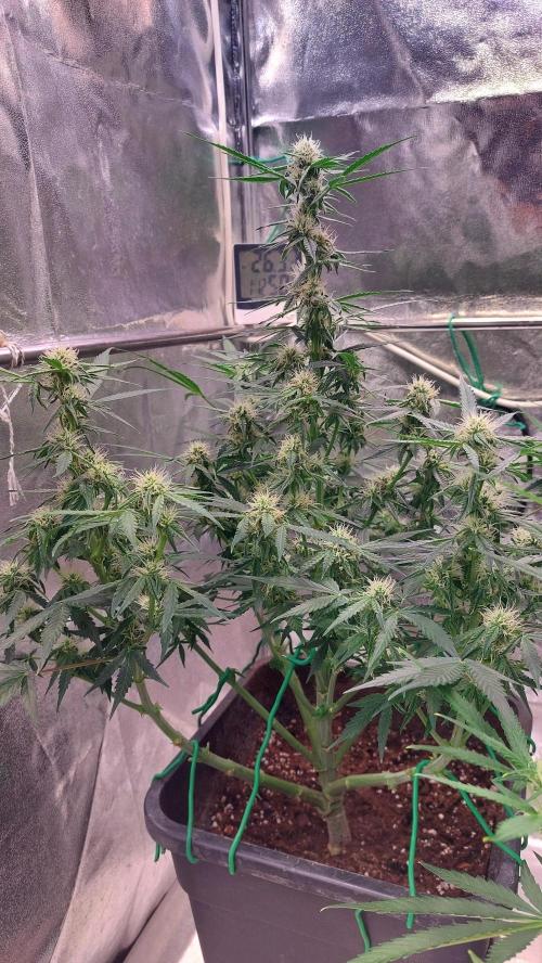 The Pineapple Milky Way F1 Express. Week 8 - Week 8