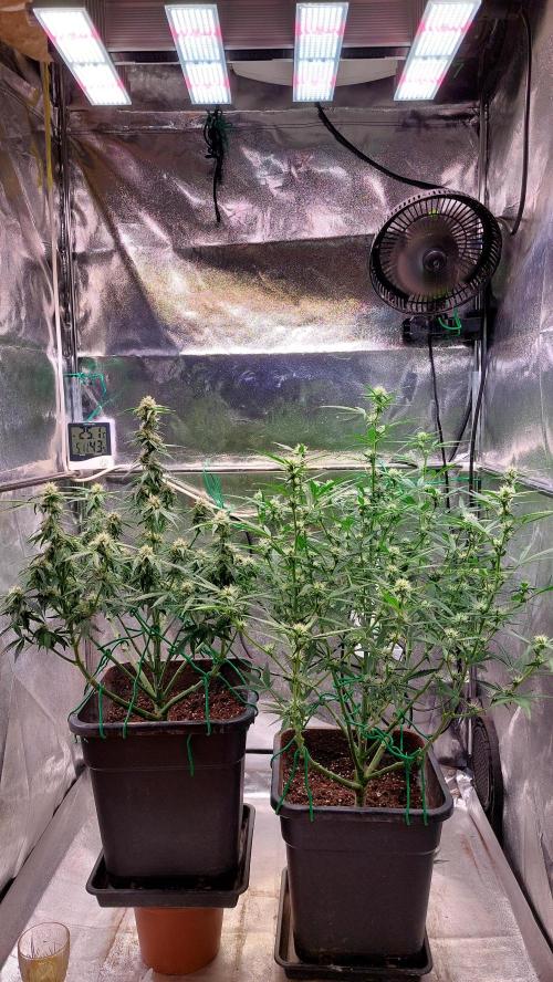 The Pineapple Milky Way F1 Express. Week 8 - Week 8