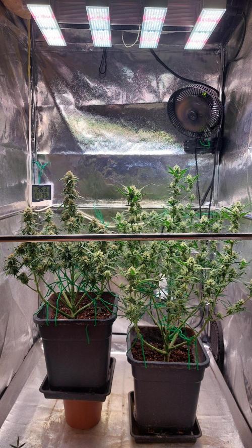 The Pineapple Milky Way F1 Express. Week 9 - Week 9