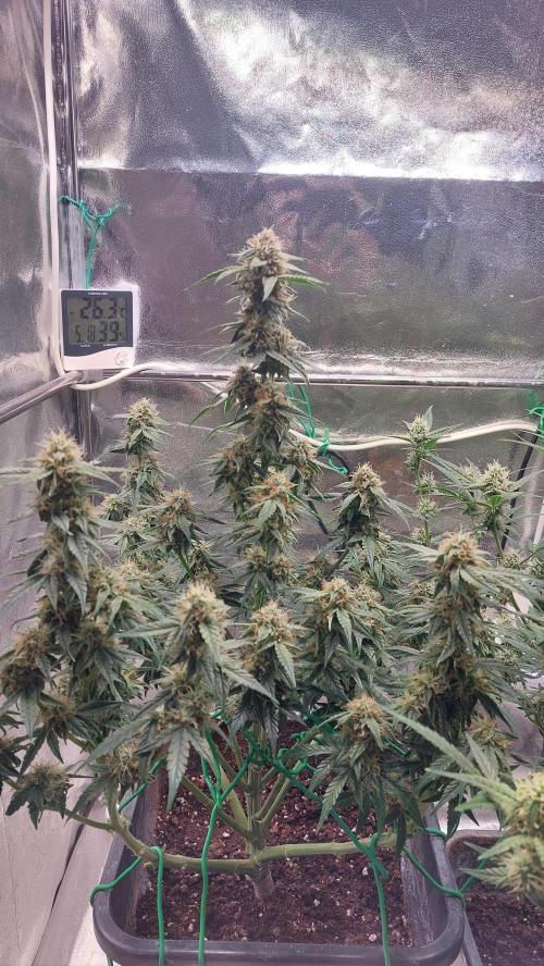 The Pineapple Milky Way F1 Express. Week 9 - F1