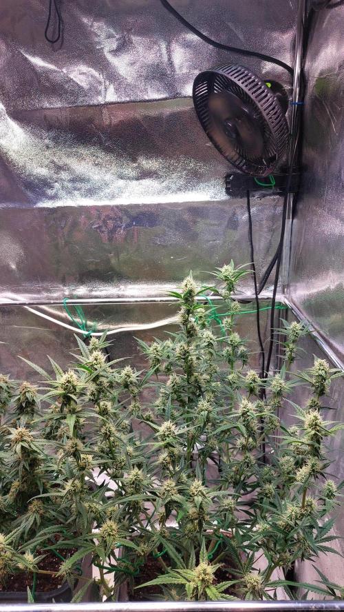 The Pineapple Milky Way F1 Express. Week 9 - Pineapple