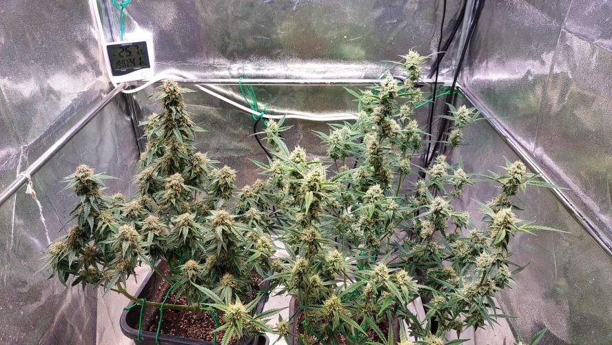 The Pineapple Milky Way F1 Express. Week 9 - Week 9