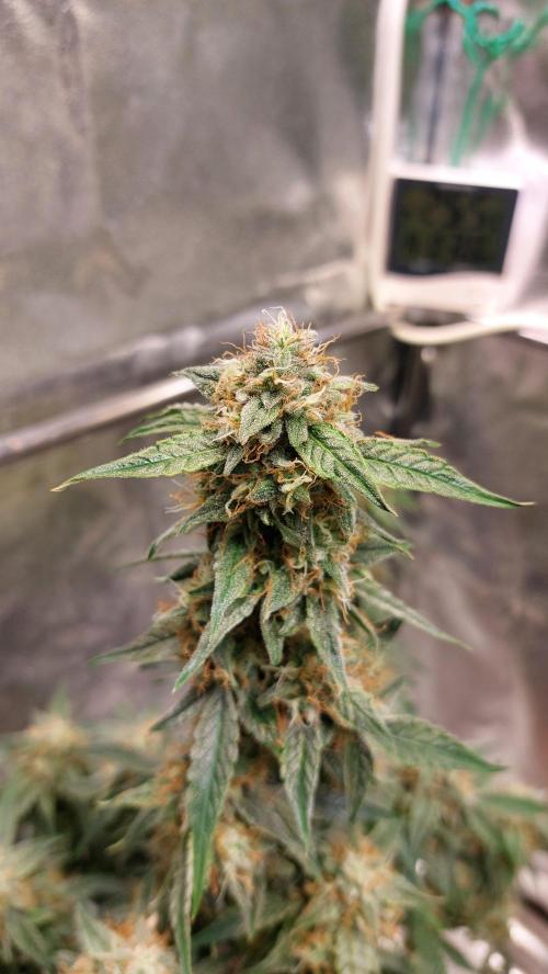 The Pineapple Milky Way F1 Express. Week 9 - Week 9 F1 Main