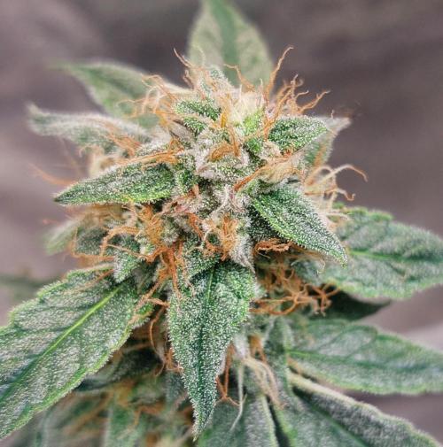 The Pineapple Milky Way F1 Express. Week 10 - Week 10 F1 side bud