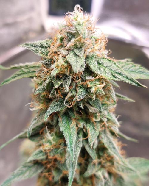 The Pineapple Milky Way F1 Express. Week 10 - Week 10 F1 main bud