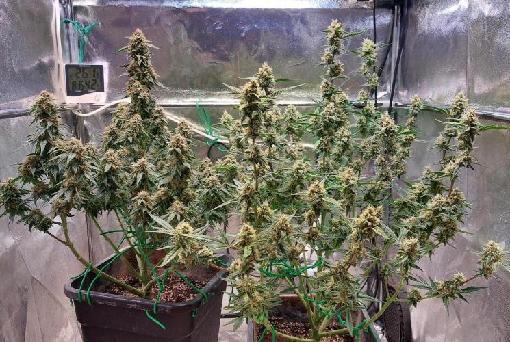 The Pineapple Milky Way F1 Express. Week 10 - Week 10