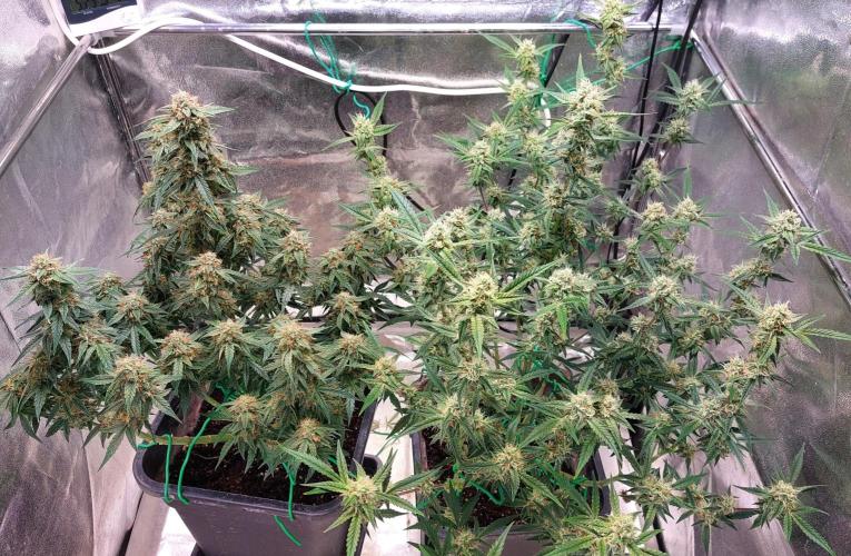 The Pineapple Milky Way F1 Express. Week 10