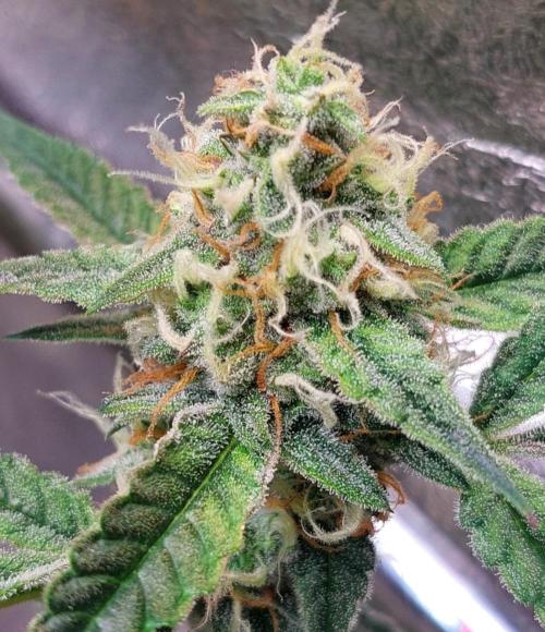 The Pineapple Milky Way F1 Express. Week 10 - Week 10 Pineapple