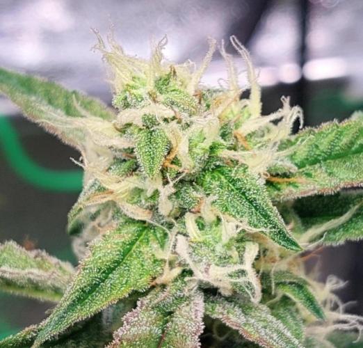 The Pineapple Milky Way F1 Express. Week 10 - Week 10 Pineapple Side bud