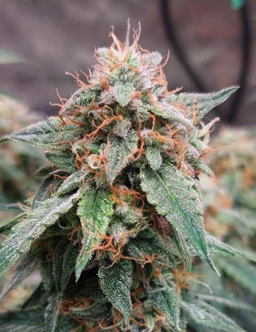 The Pineapple Milky Way F1 Express. Week 10 - Week 10 F1 side bud