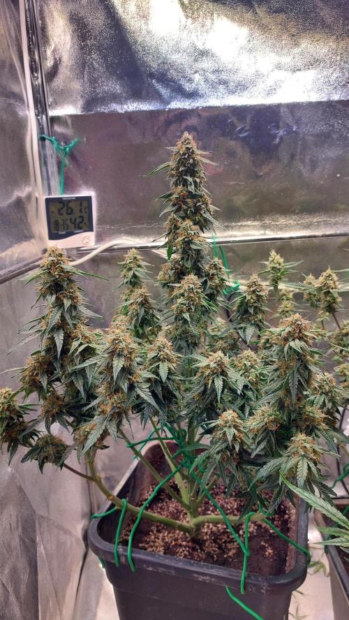 The Pineapple Milky Way F1 Express. Week 10 - Week 10 F1