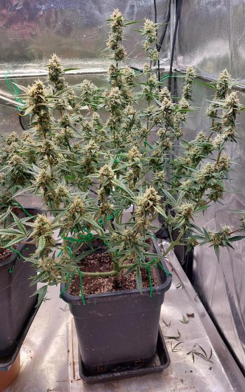 The Pineapple Milky Way F1 Express. Week 10 - Week 10 Pineapple