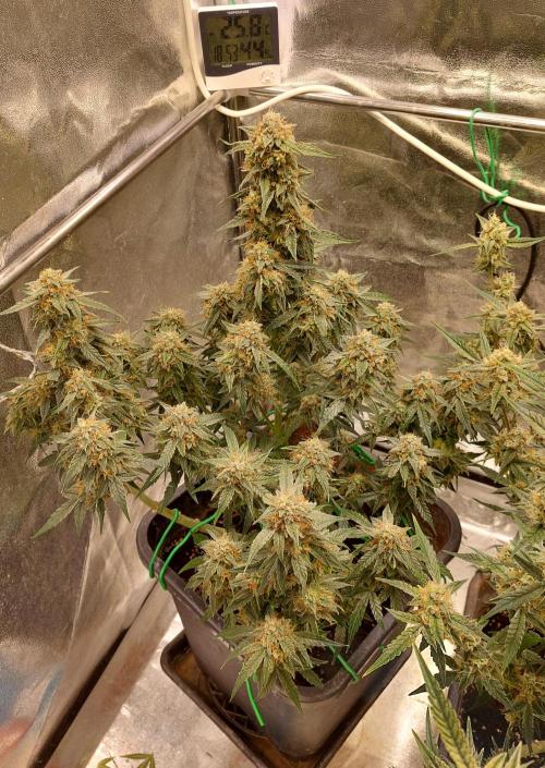 The Pineapple Milky Way F1 Express. Week 11 - Week 11 F1