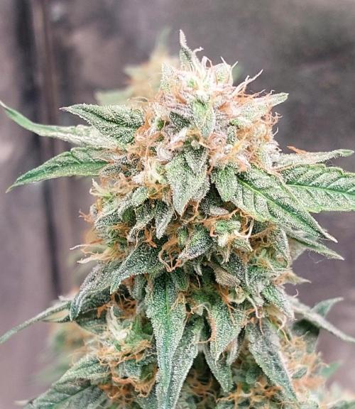 The Pineapple Milky Way F1 Express. Week 11 - F1 main