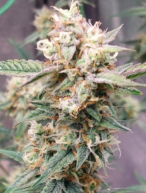 The Pineapple Milky Way F1 Express. Week 11 - Pineapple Main