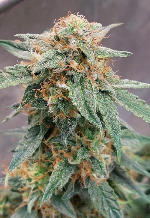 The Pineapple Milky Way F1 Express. Week 11 - F1 Side