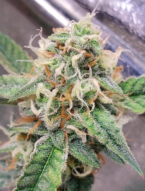 The Pineapple Milky Way F1 Express. Week 11 - Pineapple Side