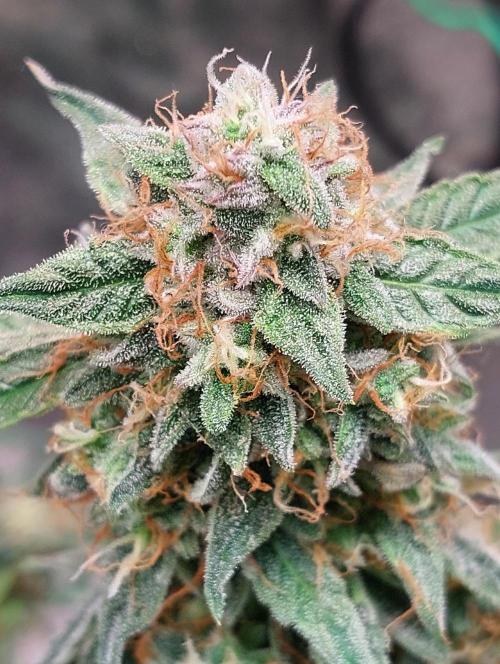 The Pineapple Milky Way F1 Express. Week 11 - F1 main