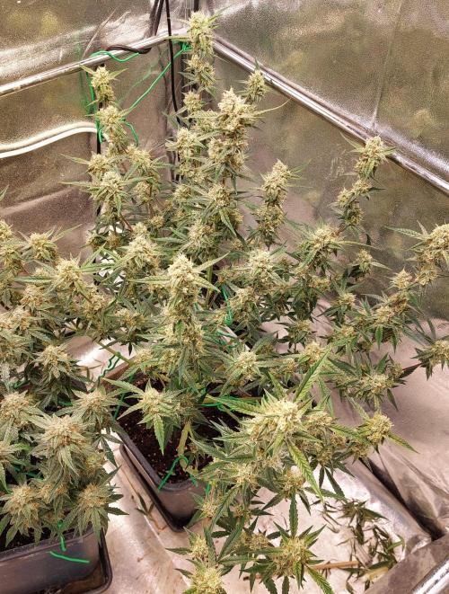 The Pineapple Milky Way F1 Express. Week 11 - Pineapple Express Week 11