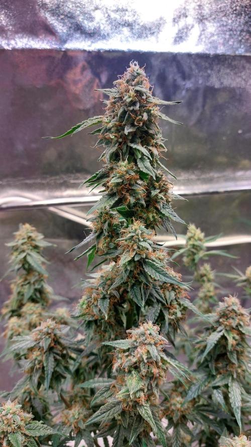 The Pineapple Milky Way F1 Express. Week 11 - F1 main