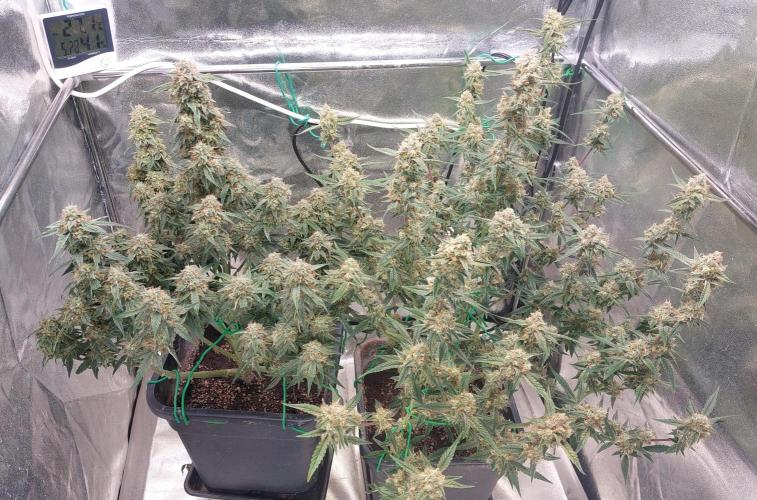 The Pineapple Milky Way F1 Express. Week 12 - Week 12