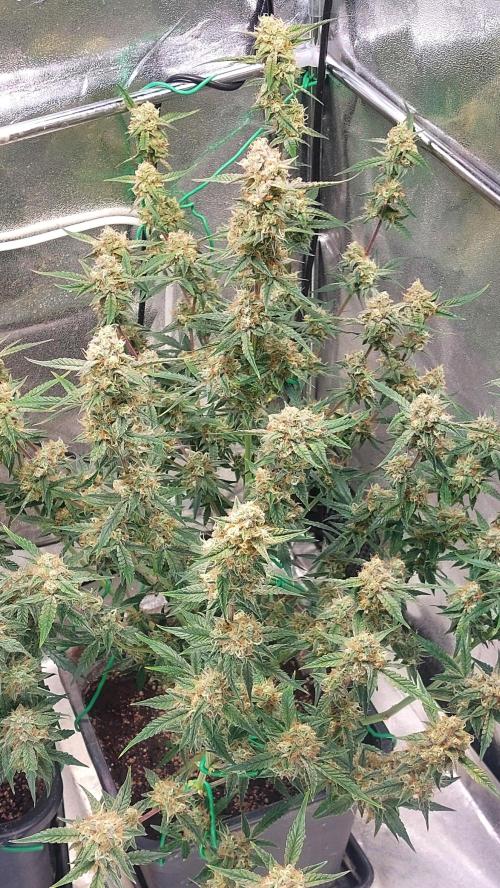 The Pineapple Milky Way F1 Express. Week 12 - Week 12 Pineapple