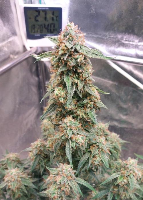 The Pineapple Milky Way F1 Express. Week 12 - Week 12 F1 Milky Way Main Bud - High Times Centerfold