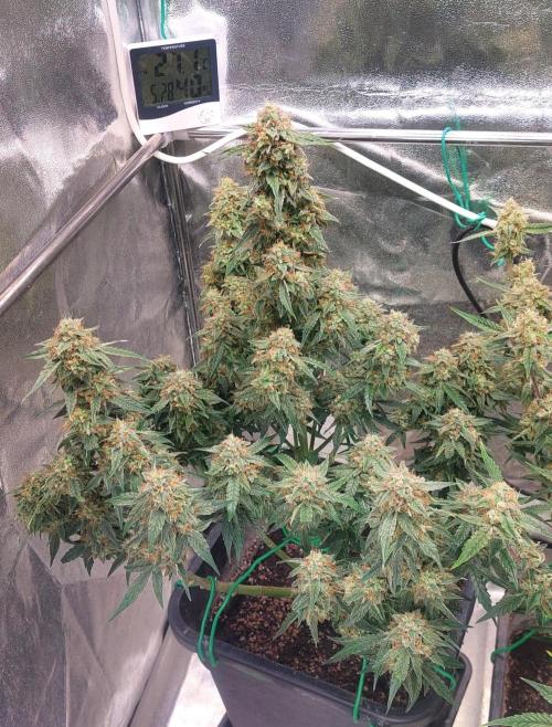 The Pineapple Milky Way F1 Express. Week 12 - Week 12 Milky Way F1