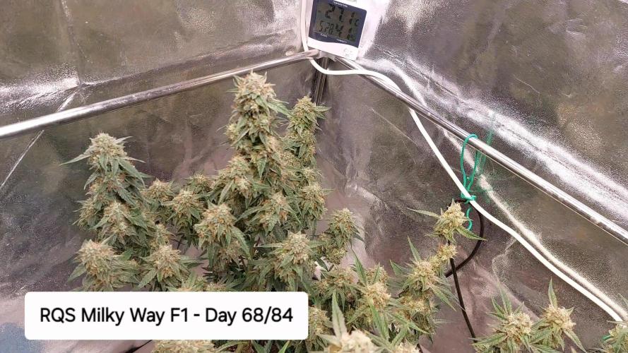 The Pineapple Milky Way F1 Express