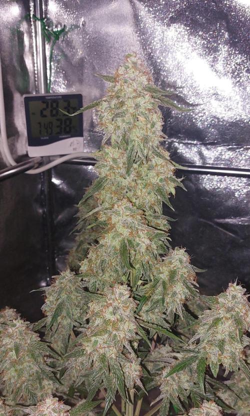 The Pineapple Milky Way F1 Express. Week 13 - Week 13 Milky Way F1 Main