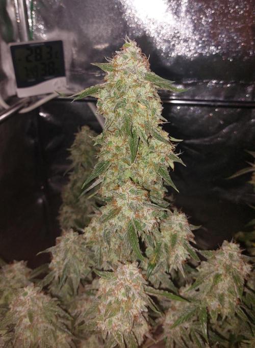 The Pineapple Milky Way F1 Express. Week 13 - Week 13 Milky Way F1 Main