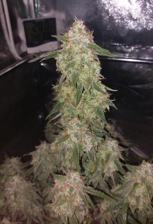 The Pineapple Milky Way F1 Express. Week 13 - Week 13 Milky Way F1 Main