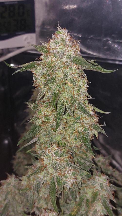 The Pineapple Milky Way F1 Express. Week 13 - Week 13 Milky Way F1 Main