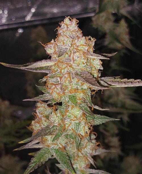 The Pineapple Milky Way F1 Express. Week 13 - Week 13 Pineapple Express Main