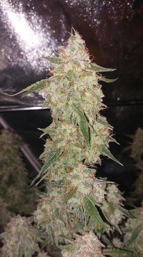 The Pineapple Milky Way F1 Express. Week 13 - Week 13 Milky Way F1 Main