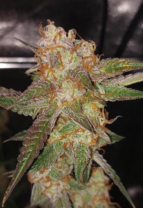 The Pineapple Milky Way F1 Express. Week 13 - Week 13 Pineapple Express Side