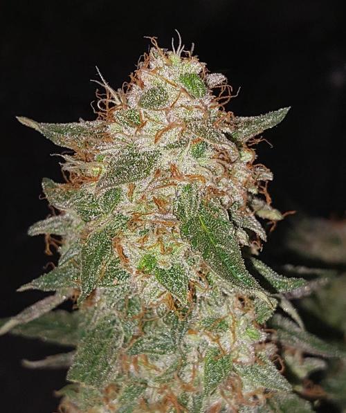 The Pineapple Milky Way F1 Express. Week 13 - Week 13 Milky Way F1 side