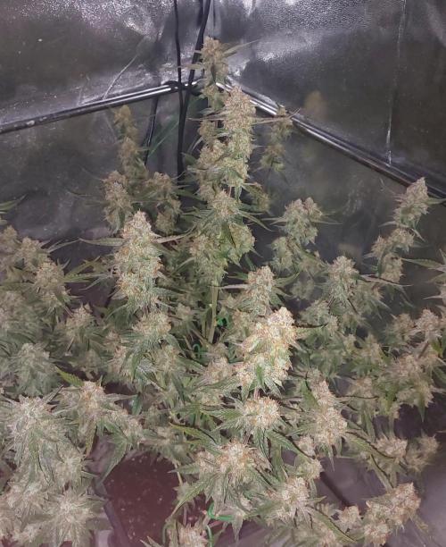 The Pineapple Milky Way F1 Express. Week 13 - Week 13 Pineapple Express 