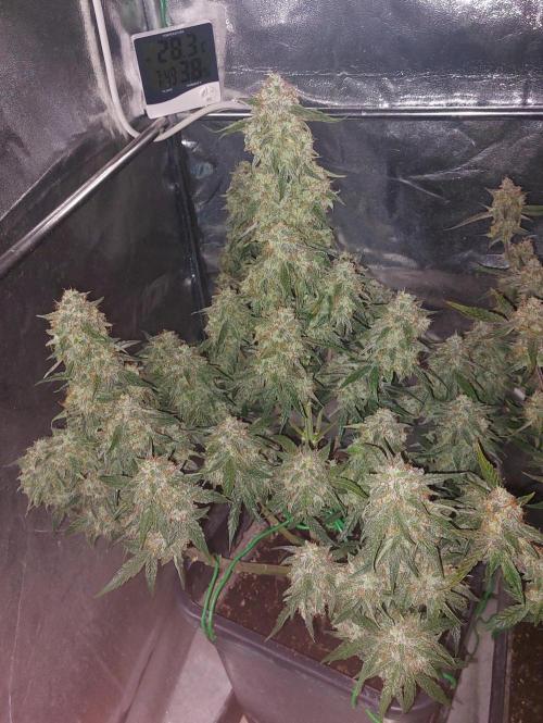 The Pineapple Milky Way F1 Express. Week 13 - Week 13 Milky Way F1