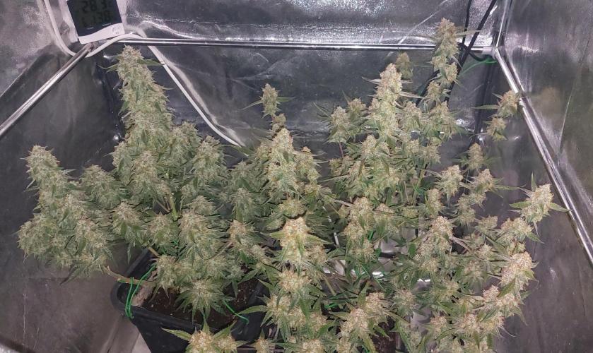 The Pineapple Milky Way F1 Express. Week 13 - Week 13