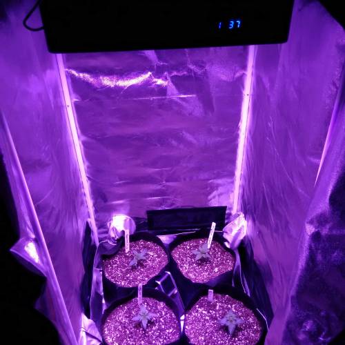 Viparspectra grow (2x2x5 tent) . Week 1 - Aerial view