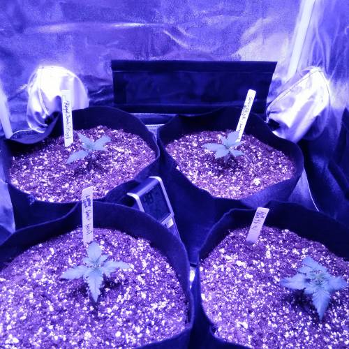 Viparspectra grow (2x2x5 tent) . Week 1 - Close up of the youngins