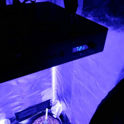 Viparspectra grow (2x2x5 tent) . Week 1 - Love the timer control on this light