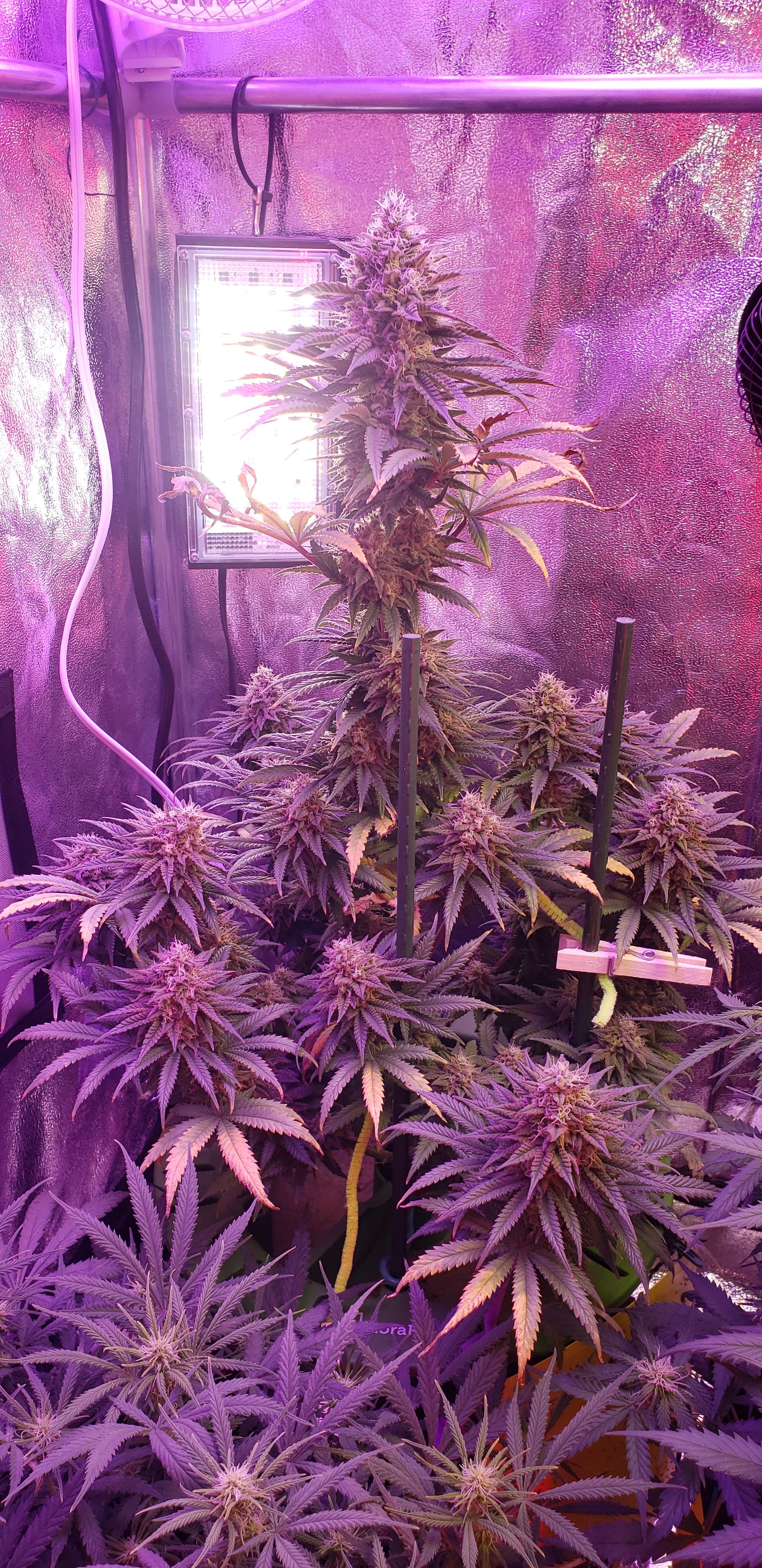 ETHOS Early Lemon Berry R1 grow journal week11 by Cultivators_Dream GrowDiaries