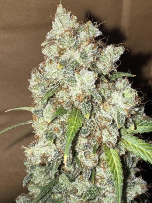 Midnight Moonshine F1 Auto - TasteBudz. Week 15