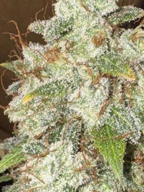 Midnight Moonshine F1 Auto - TasteBudz. Week 15